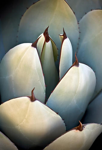 AGAVE PARRYI - Parry's Agave, No. 5