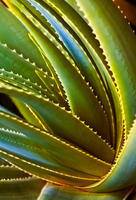 Rainbow Agave, No. 1