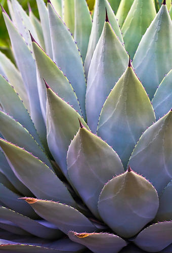 AGAVE PARRYI - Parry's Agave, No. 7