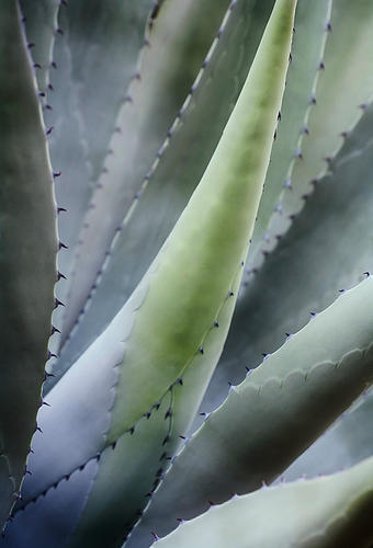 Stitched Agave