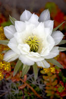 White Cactus Flower