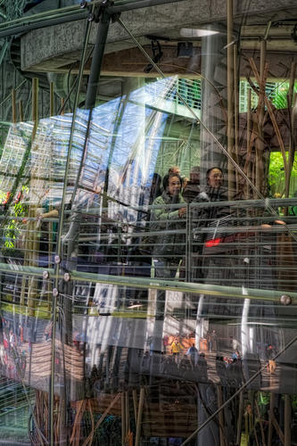 California Academy of Sciences, interior reflections