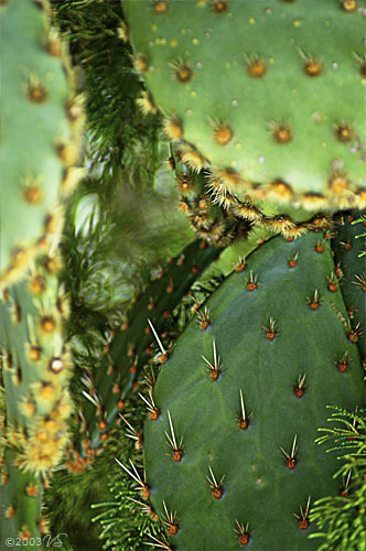 OPUNTIA HUMIFUSA, Prickly Pear Cactus, No. 1