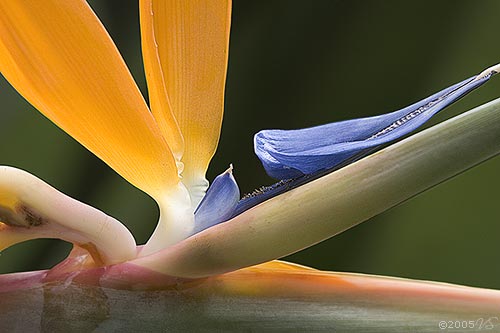 STRELITZIA REGINAE, Bird of Paradise, No. 1