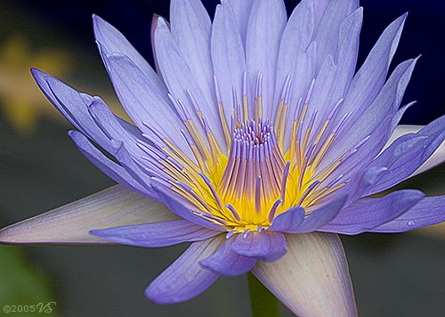 NYMPHAEA, Tropical Water Lily, No. 1