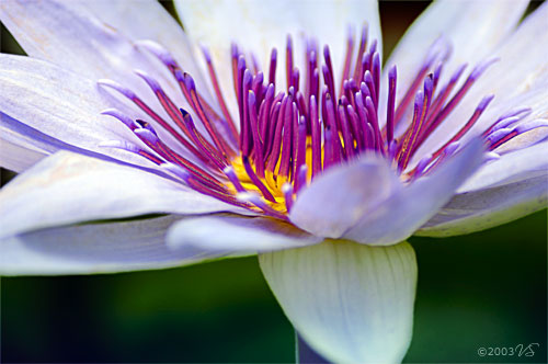 NYMPHAEA LINNAEUS, Water Lily No. 2