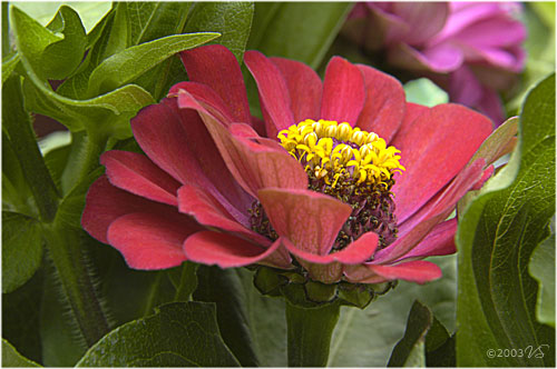 SCARLET ZINNIA, No. 1