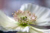 PAPAVER NUDICAULE, Iceland Poppy No.1