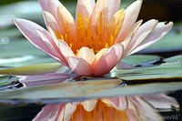 Brookgreen Waterlily, No. 1