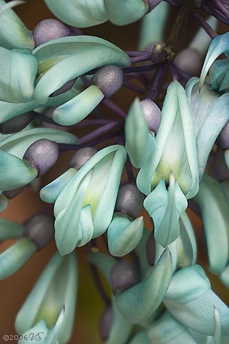 STRONGYLODON MACROBOTRYS, Jade Vine, No. 3