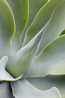 AGAVE ATTENUATA - Foxtail Agave, No. 1