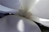 SHADED MAGNOLIA , No. 2