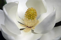 MAGNOLIA GRANDIFLORA, No. 2