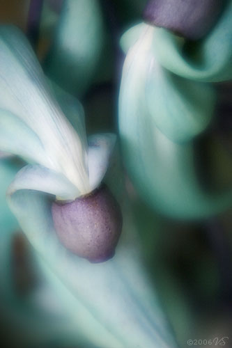 STRONGYLODON MACROBOTRYS, Jade Vine, No. 2