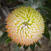 PROTEA, No. 1