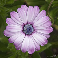 Osteospermum, Maui, No. 1