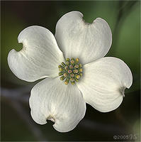 White Dogwood